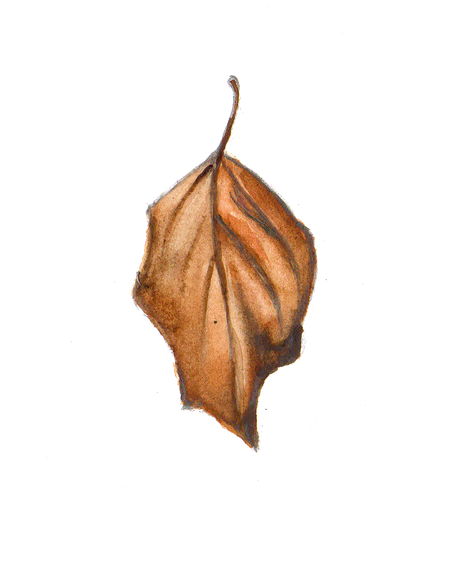 Daily Leaf 030