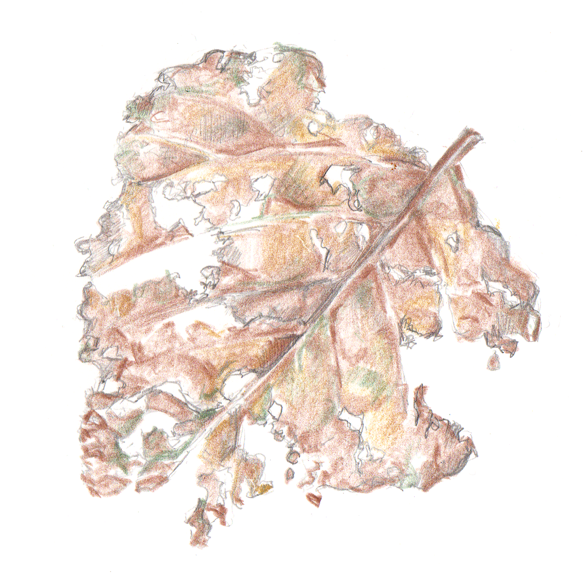 Daily Leaf 249