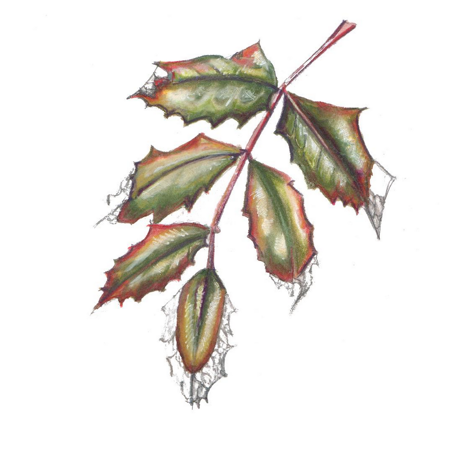 Daily Leaf 019