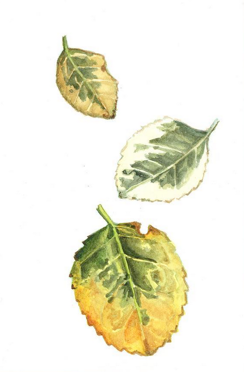 Daily Leaf 083-085