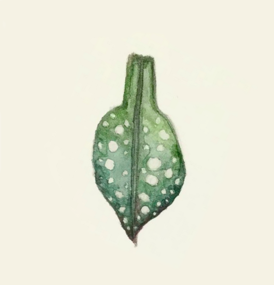 Daily Leaf 120