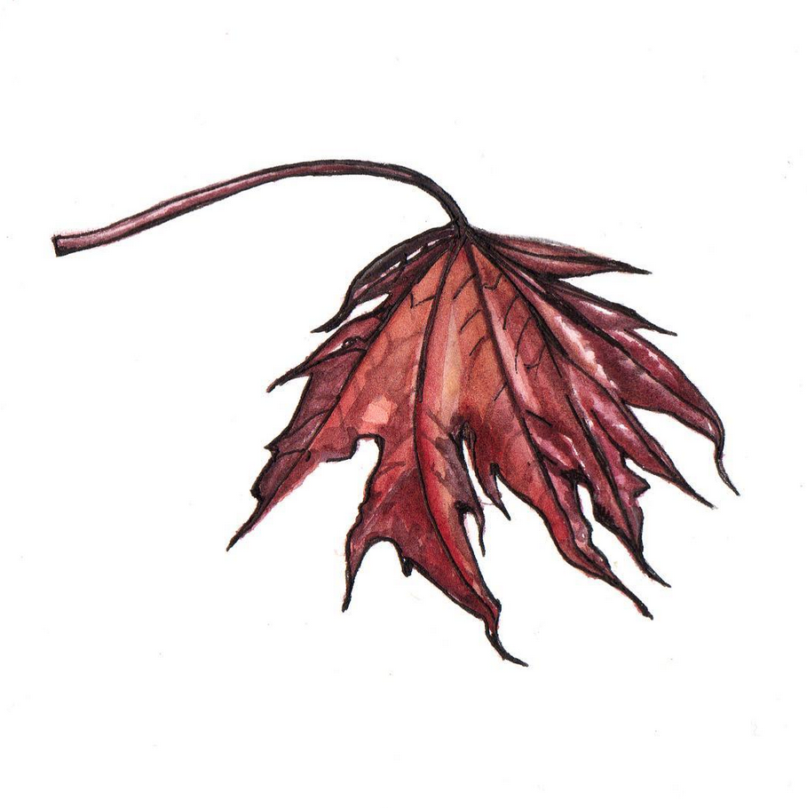 Daily Leaf 131