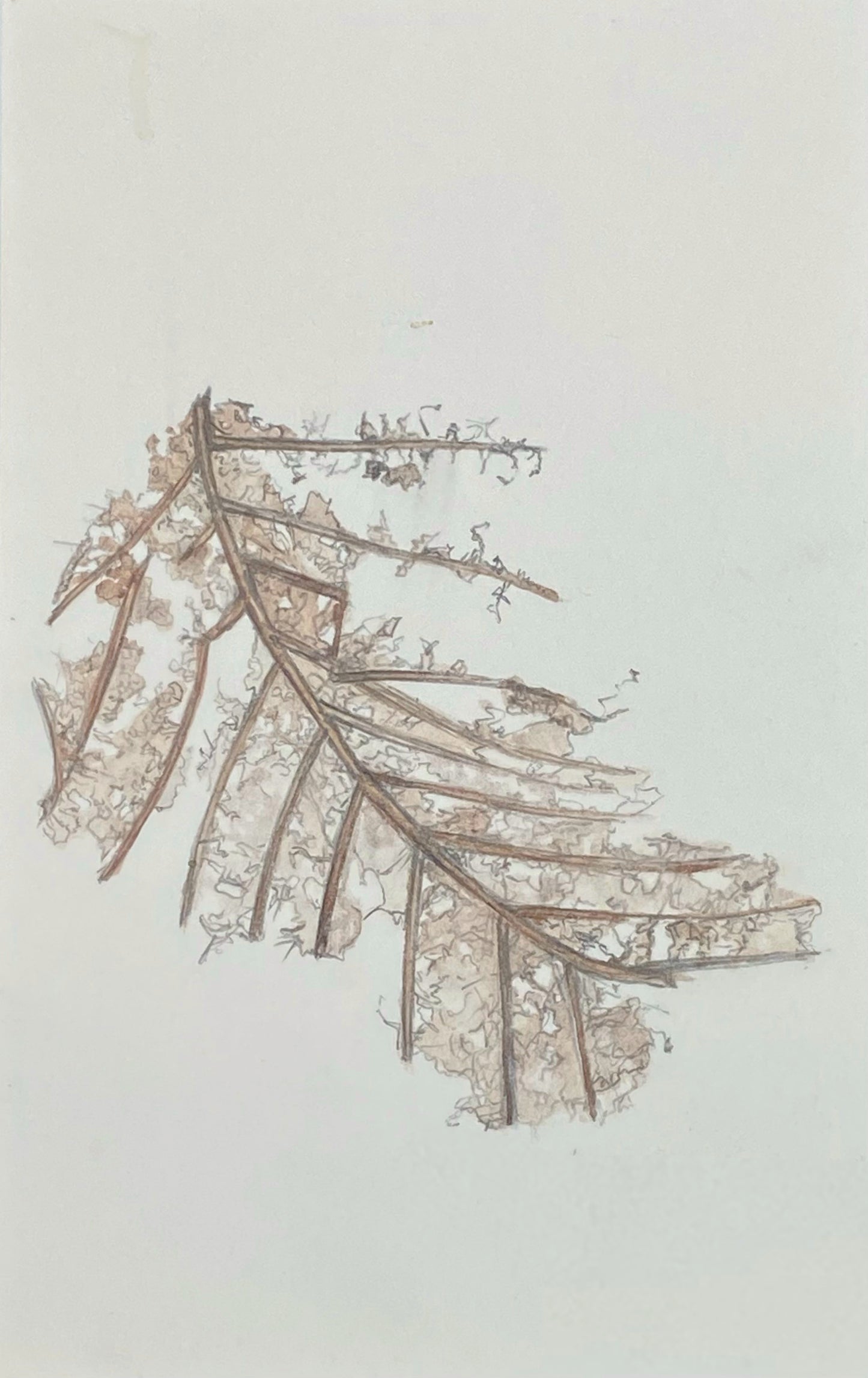 Daily Leaf 143