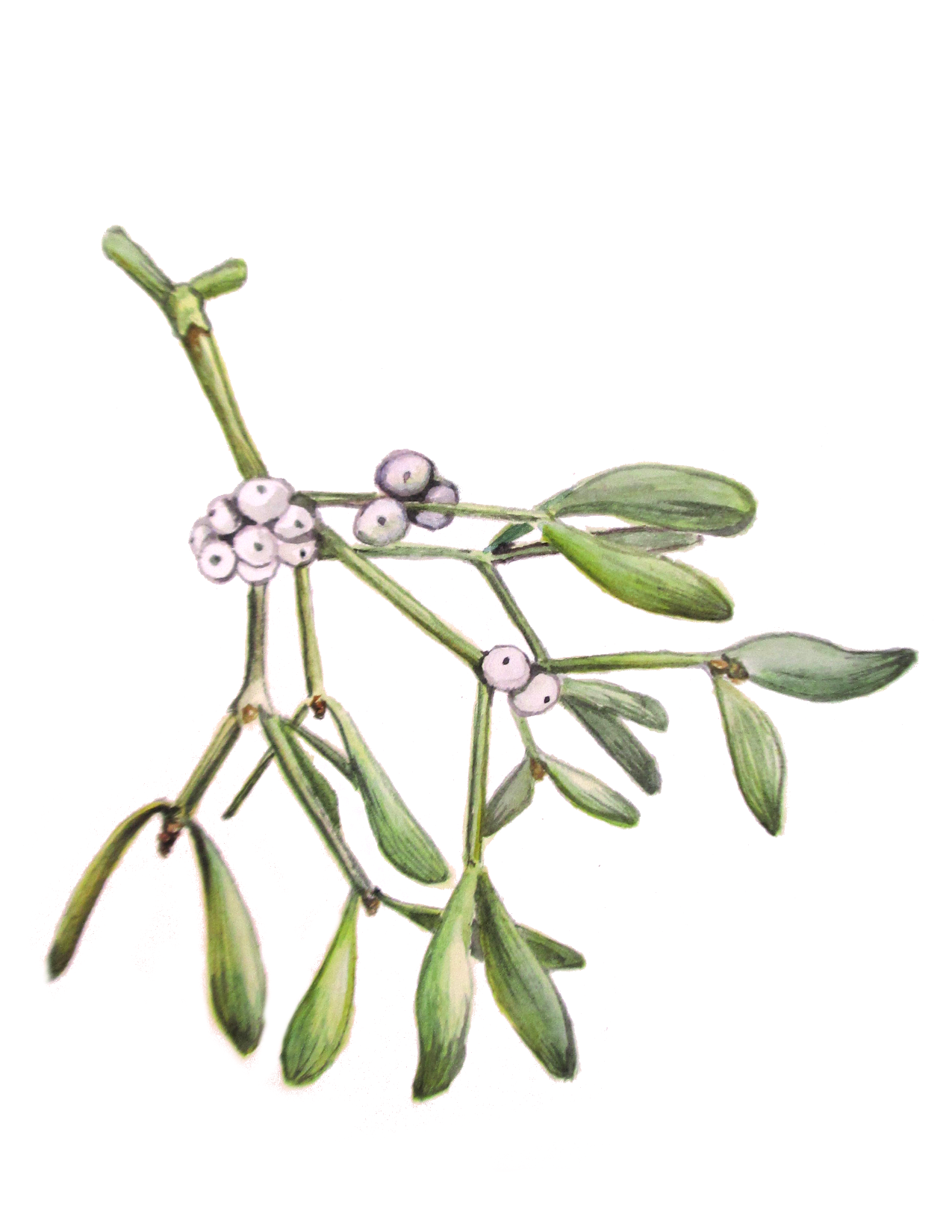 Occasion Card (Mistletoe)