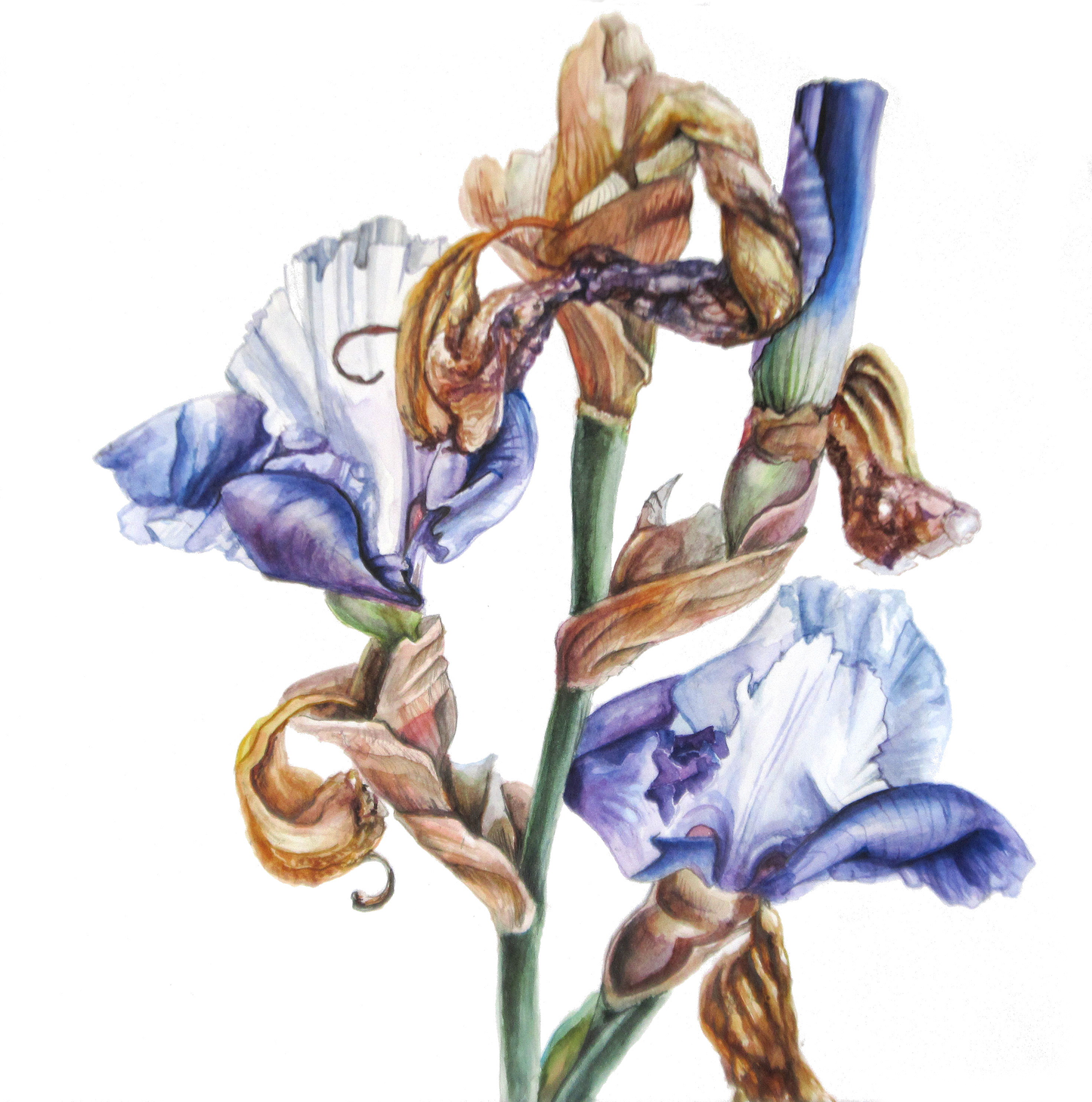 Occasion Card (Fading Irises)