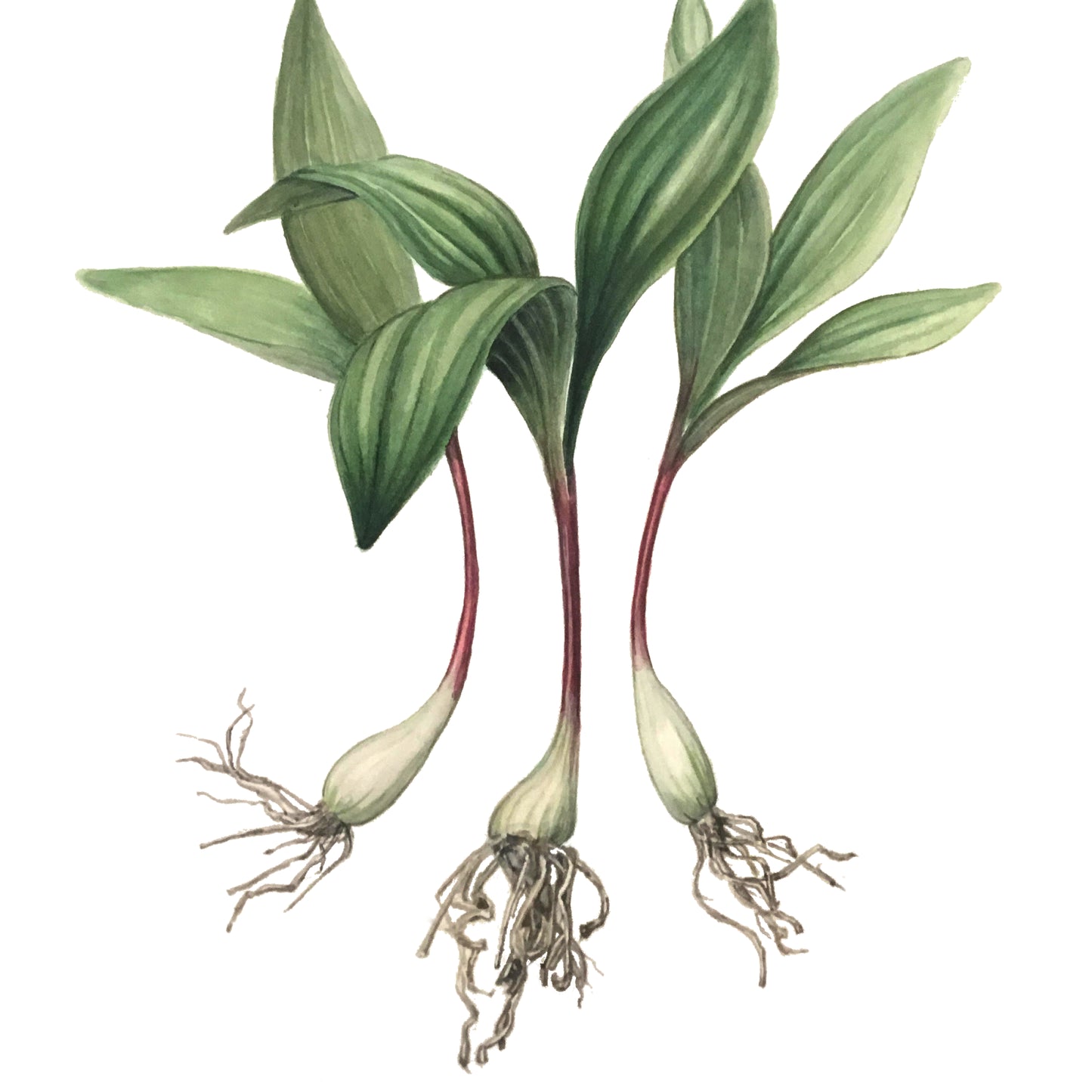 Ramps (Allium triccocum) - Original Watercolour Painting