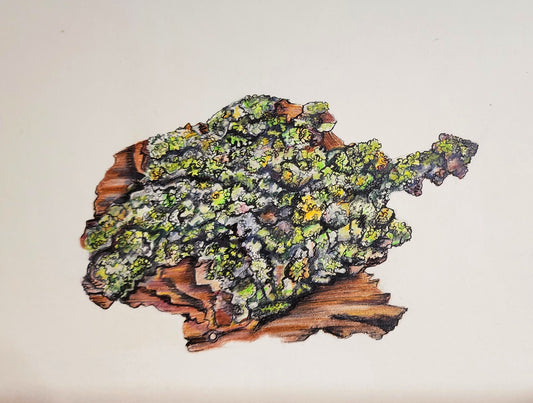 Norway Maple Bark Fragment - Original Painting