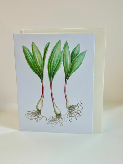 Occasion Card (Allium tricoccum)