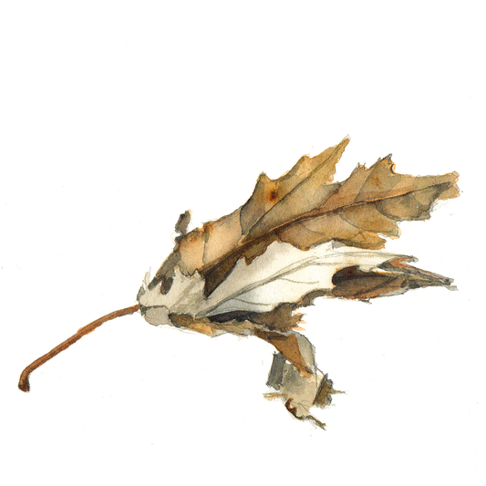 Daily Leaf 323