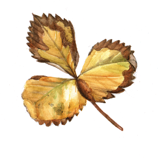 Daily Leaf 362