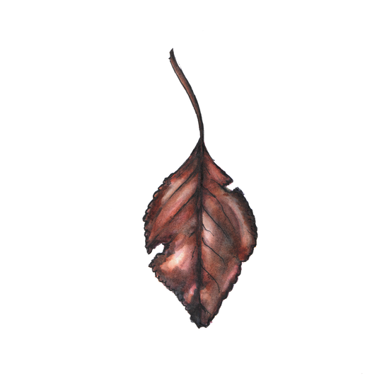 Daily Leaf 018