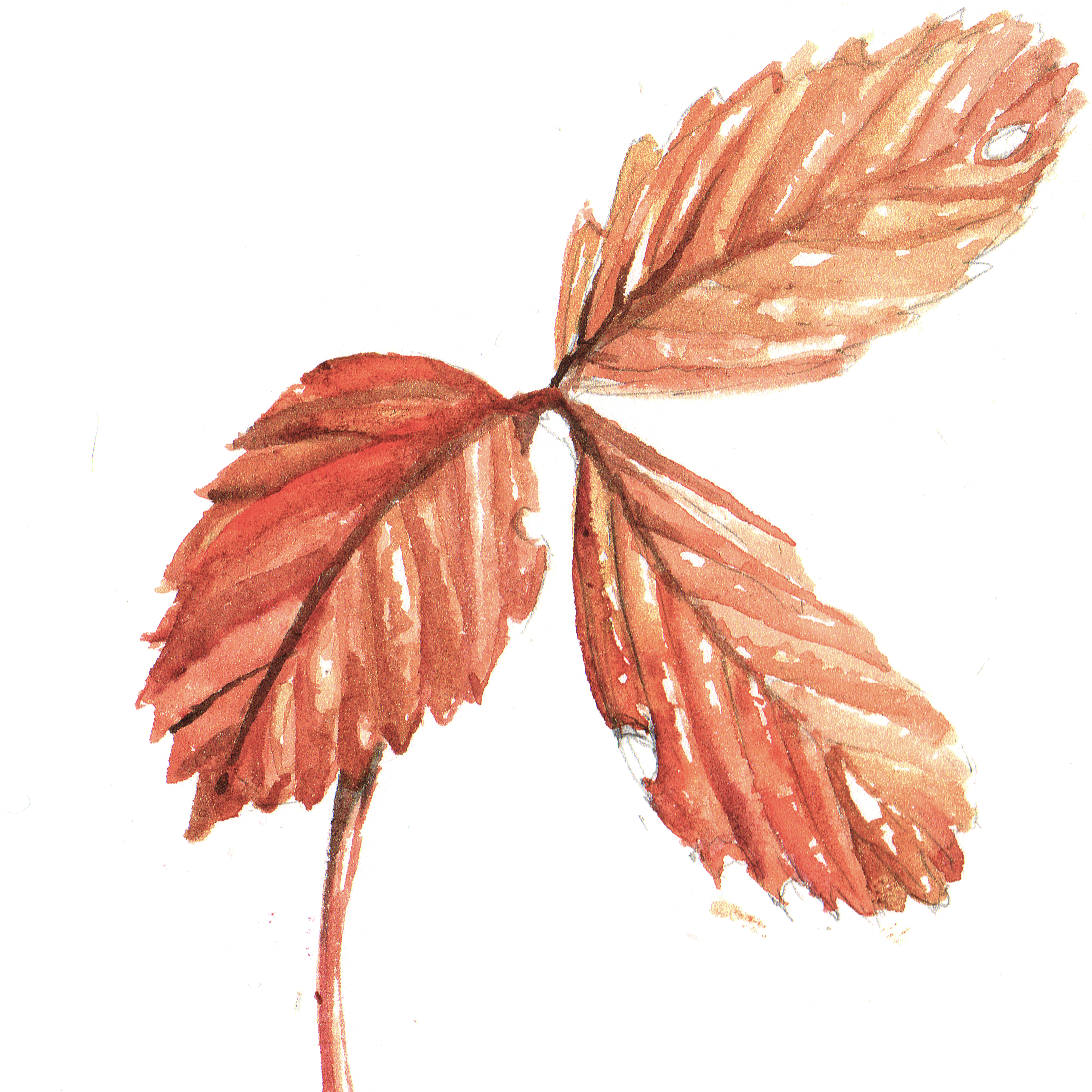 Daily Leaf 305