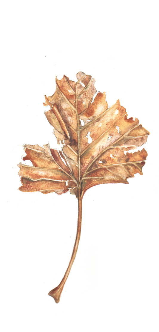 Daily Leaf 339