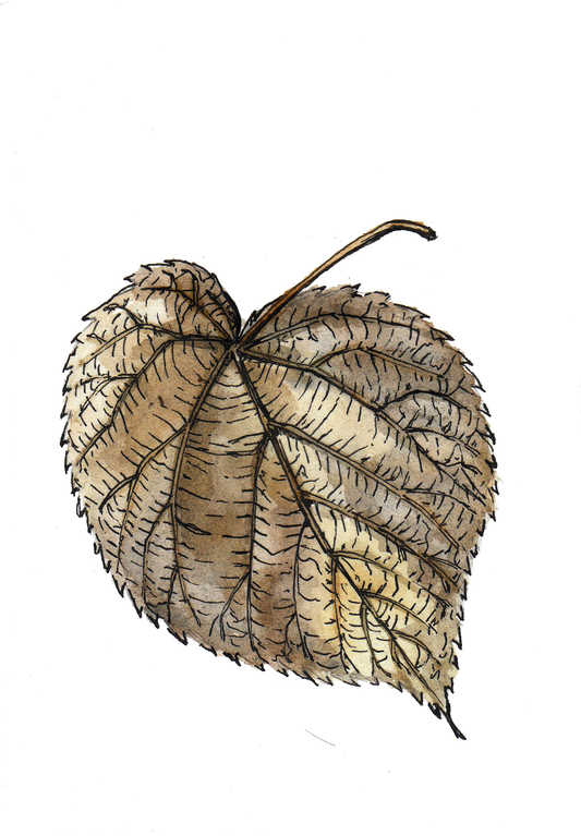 Daily Leaf 011