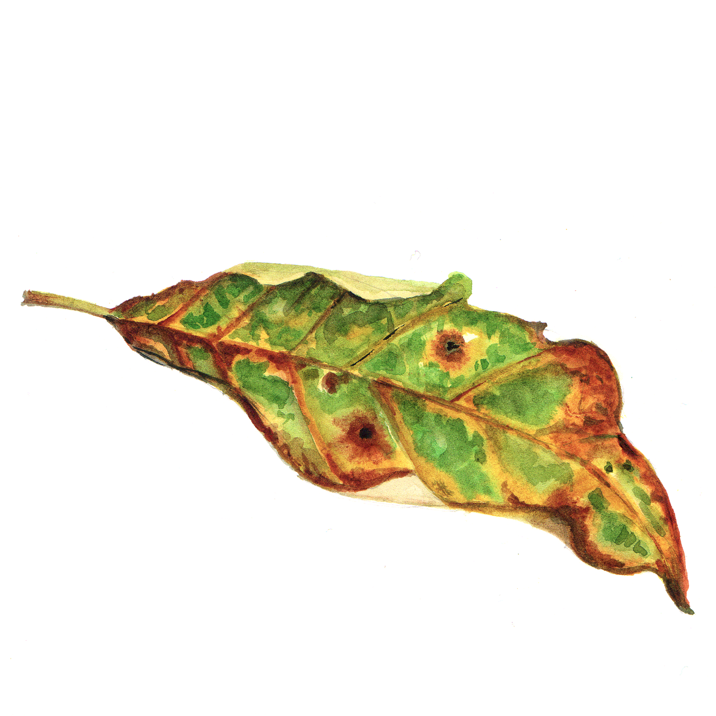 Daily Leaf 265