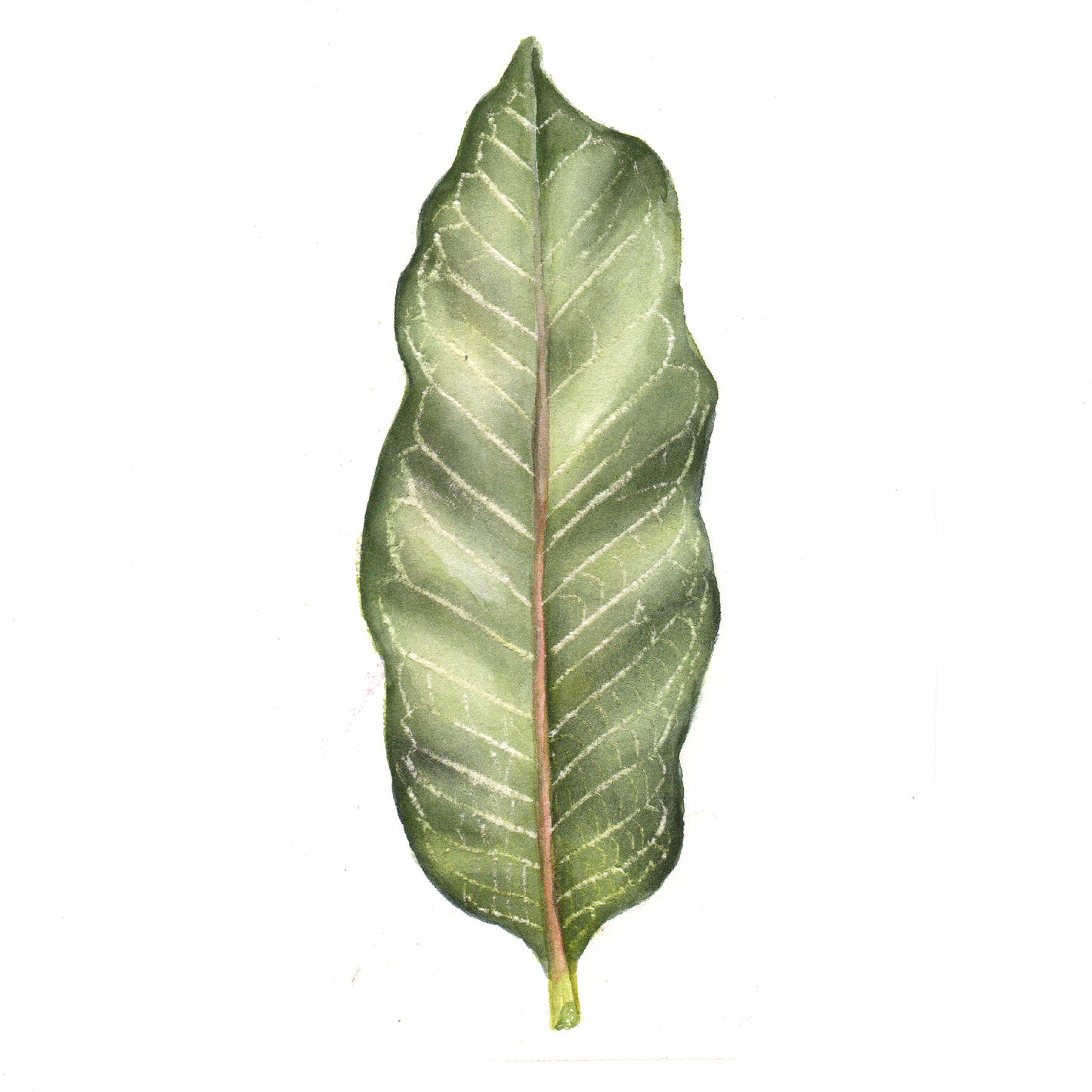 Daily Leaf 191