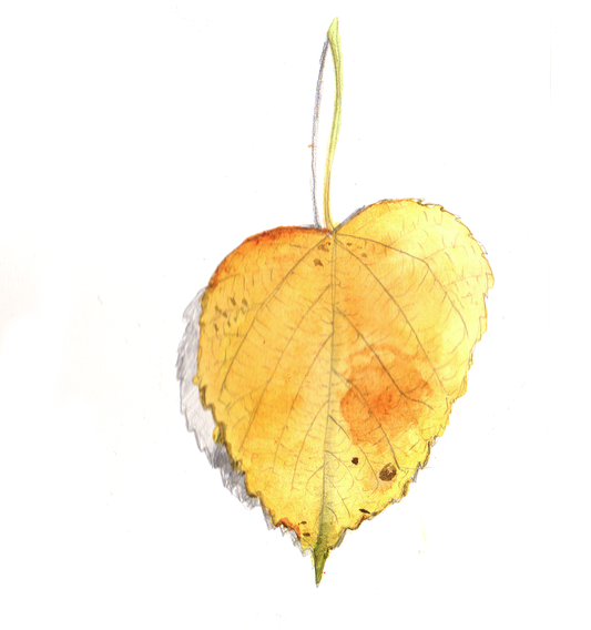 Daily Leaf 273