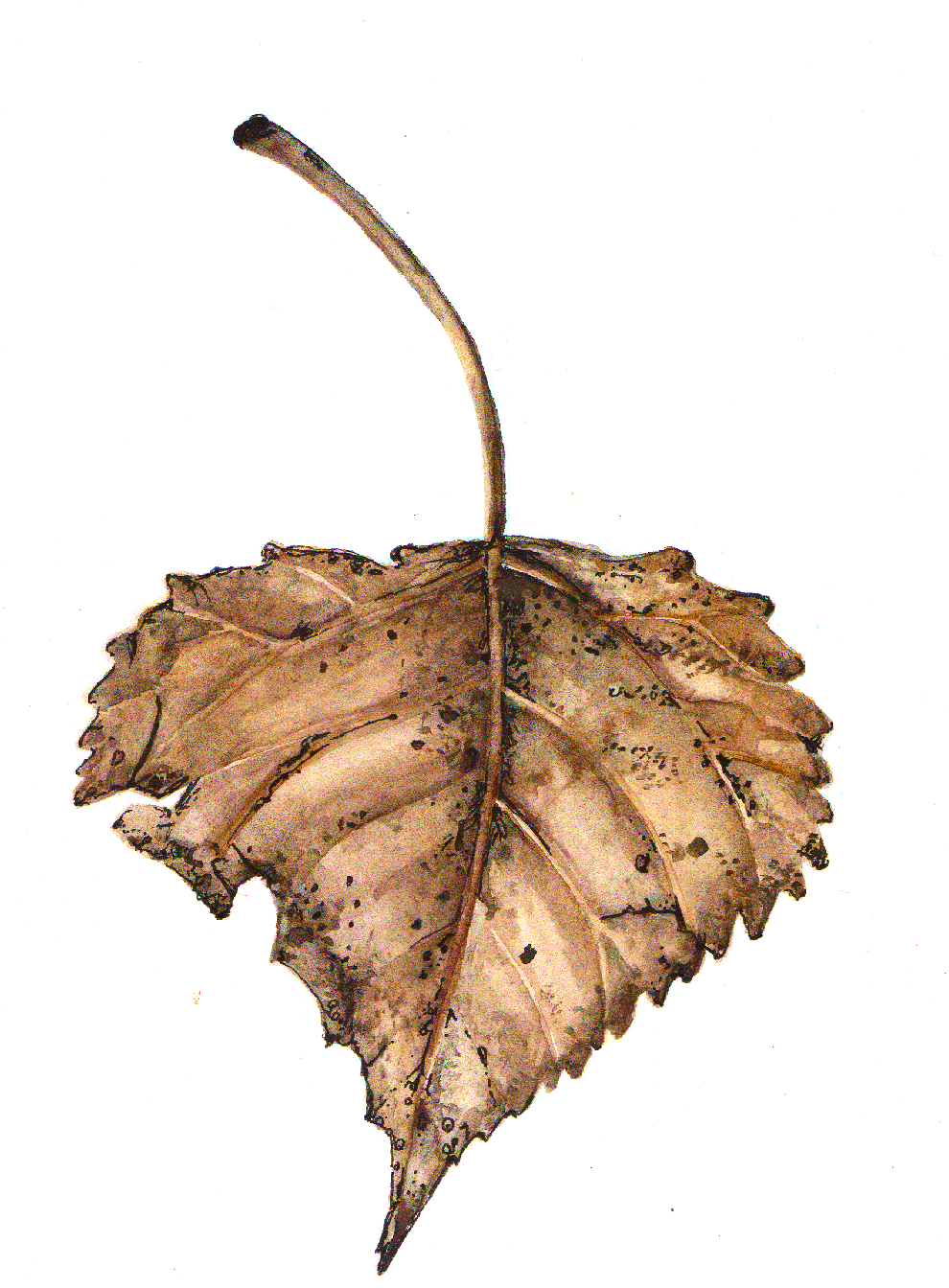 Daily Leaf 086