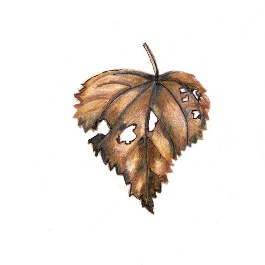 Daily Leaf 093