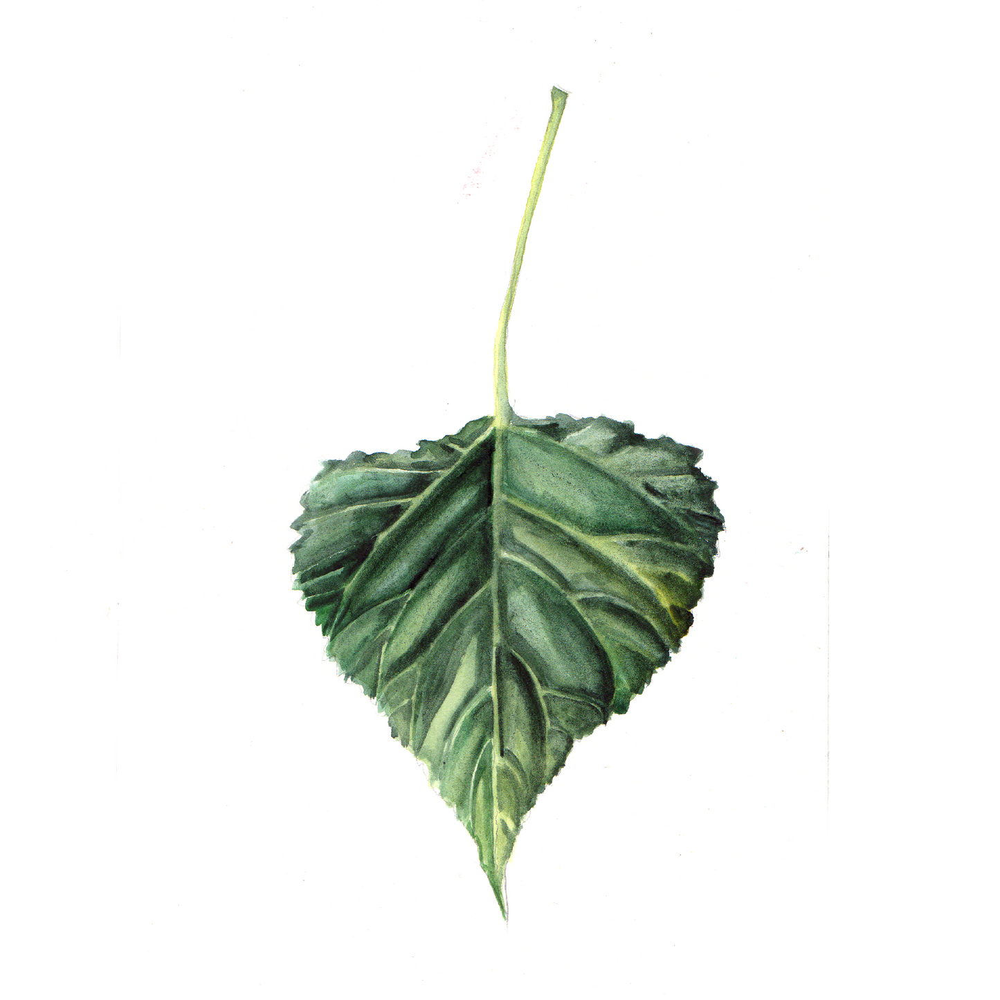 Daily Leaf 223