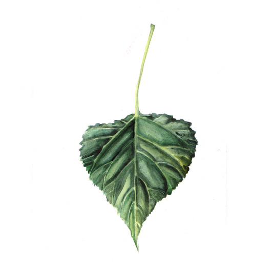 Daily Leaf 223