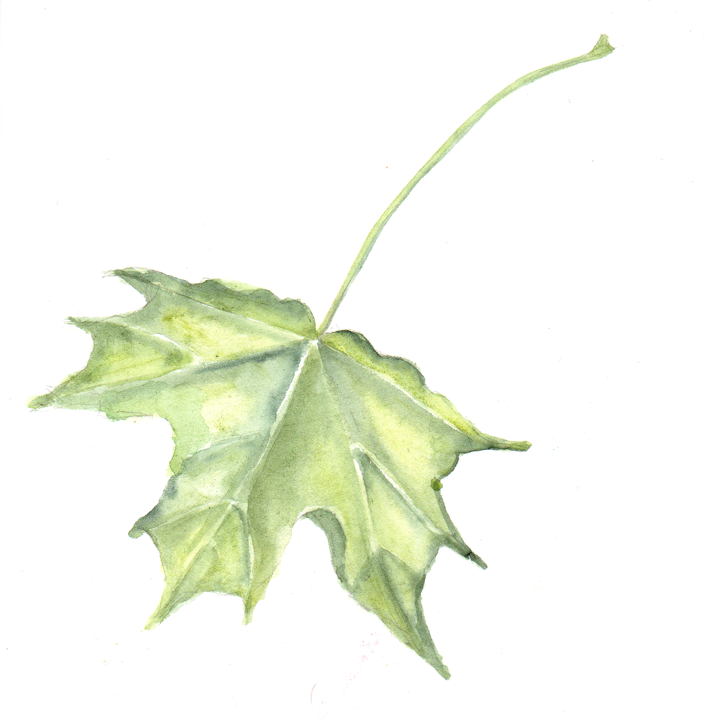 Daily Leaf 182