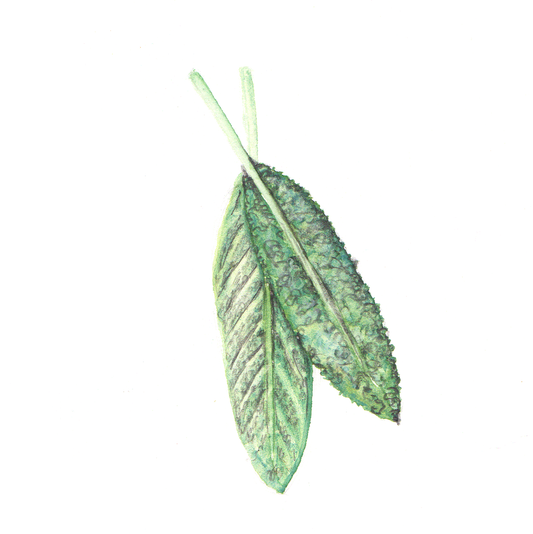 Daily Leaf 226-227