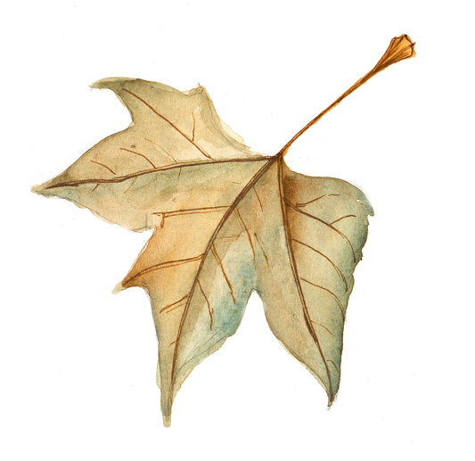 Daily Leaf 317