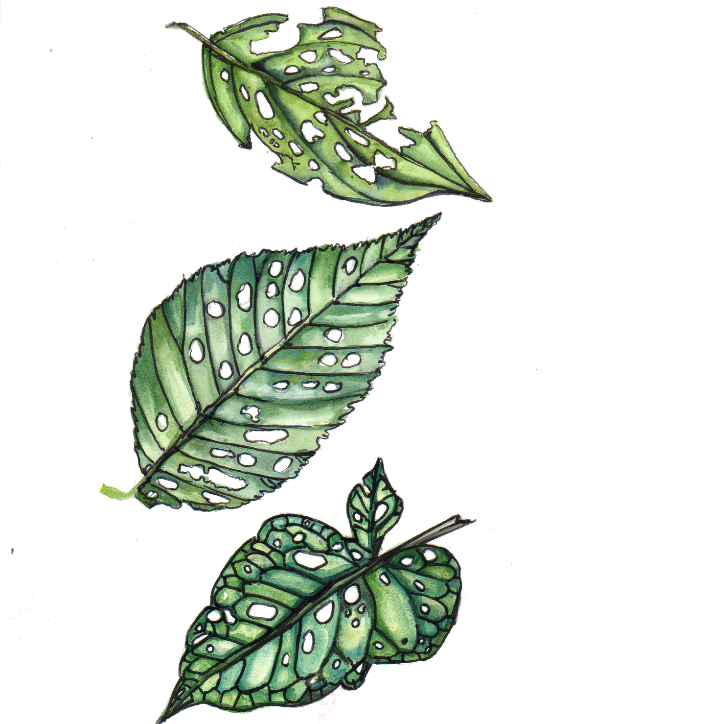 Daily Leaf 205-207