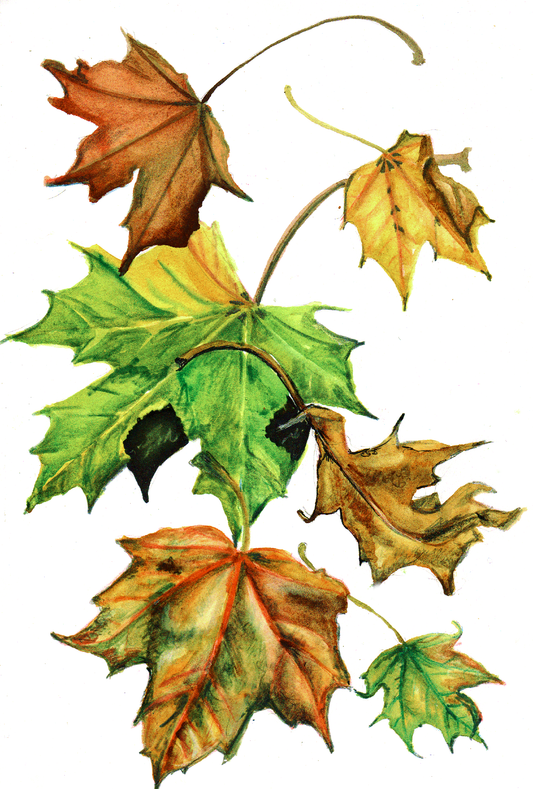 Daily Leaf 282-287