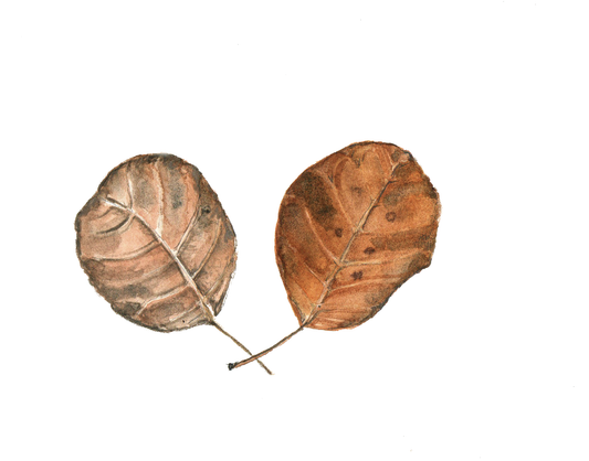 Daily Leaf 009-010