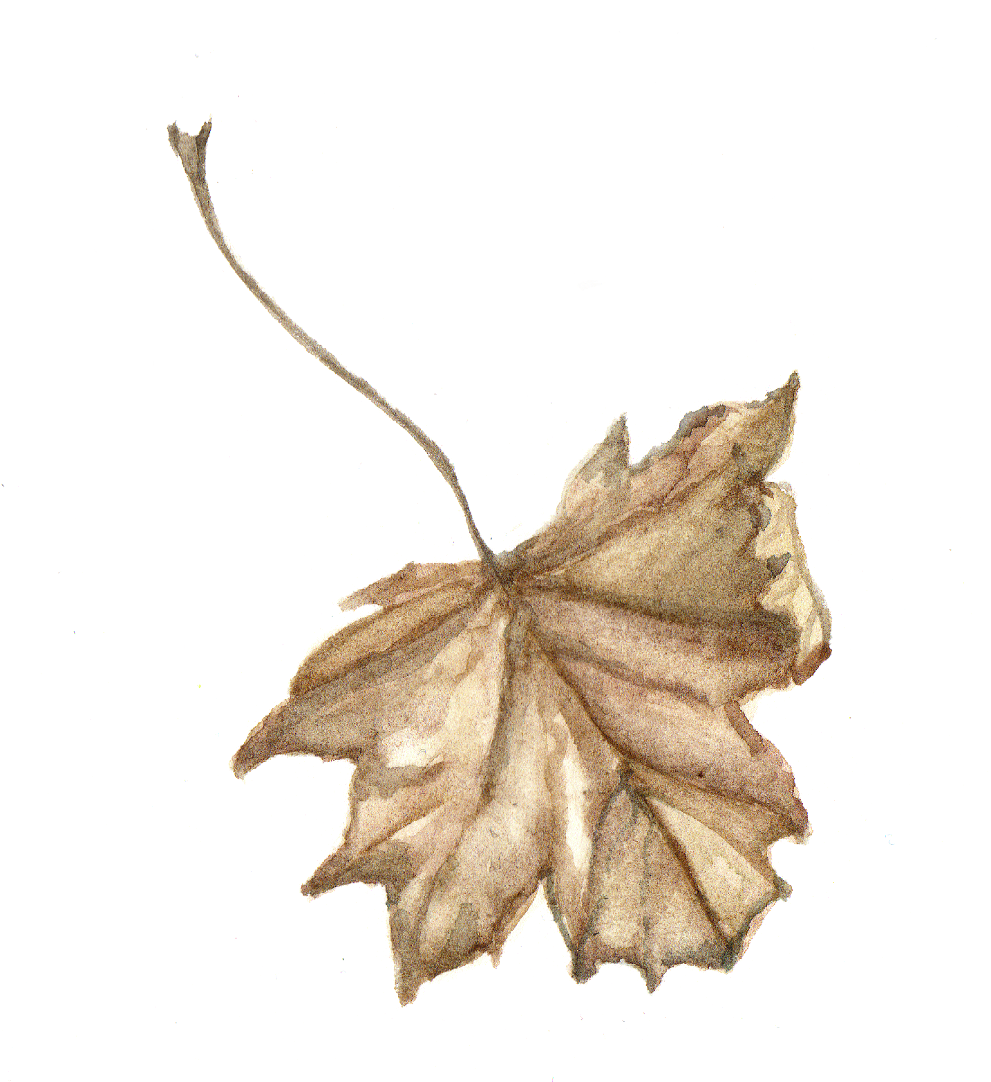 Daily Leaf 077