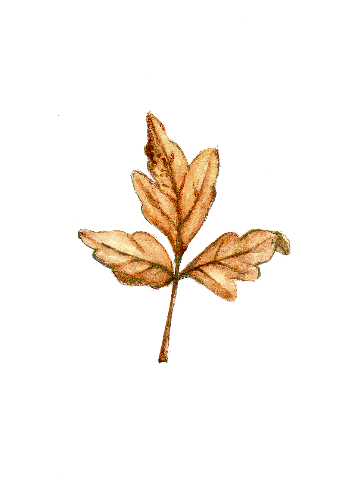 Daily Leaf 008