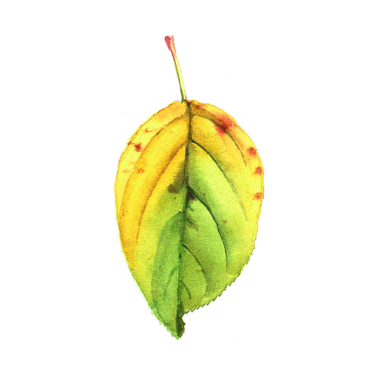 Daily Leaf 295