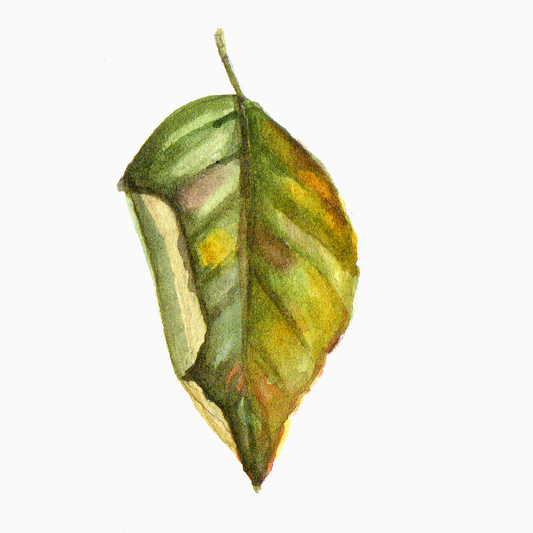 Daily Leaf 318