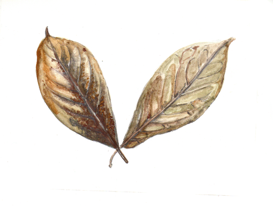 Daily Leaf 028-029