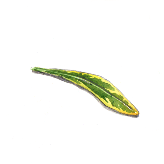 Daily Leaf 204