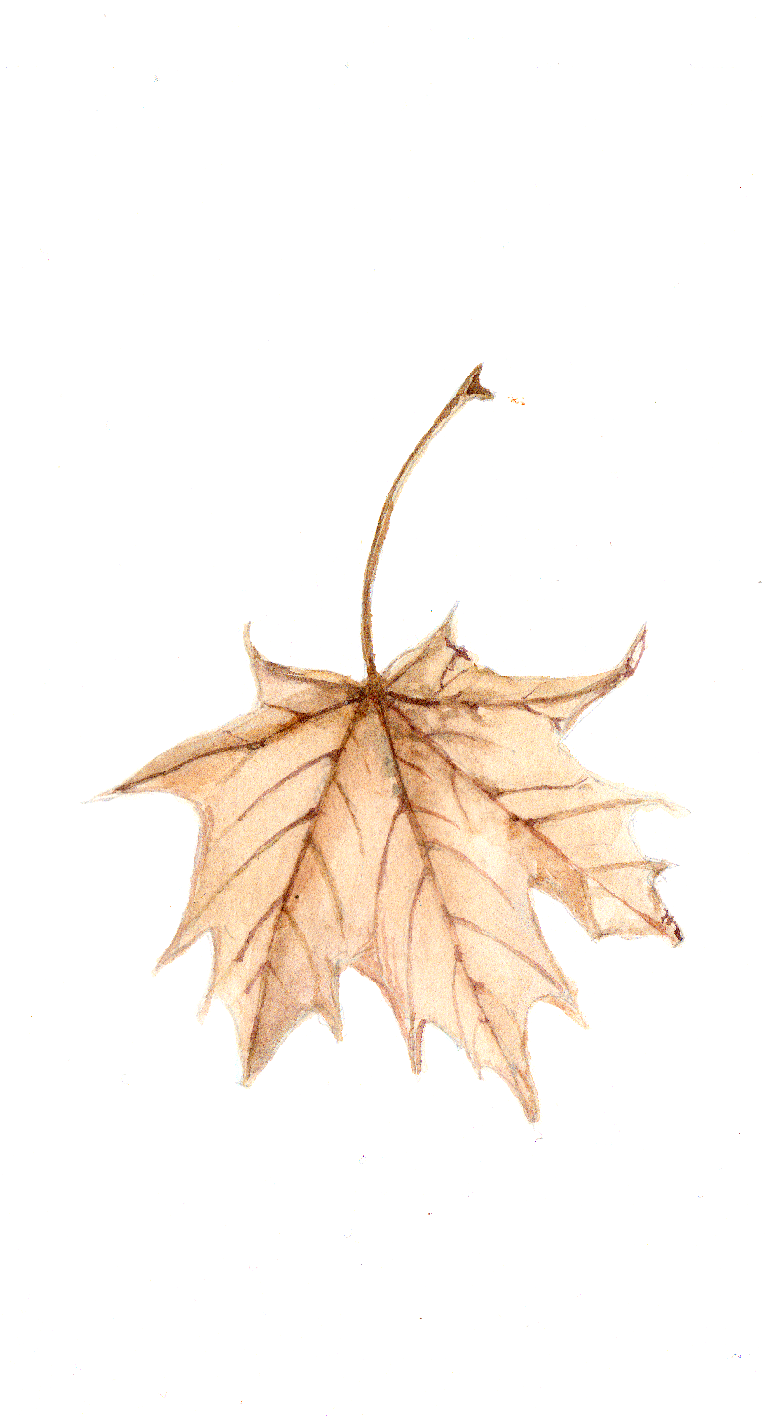 Daily Leaf 047