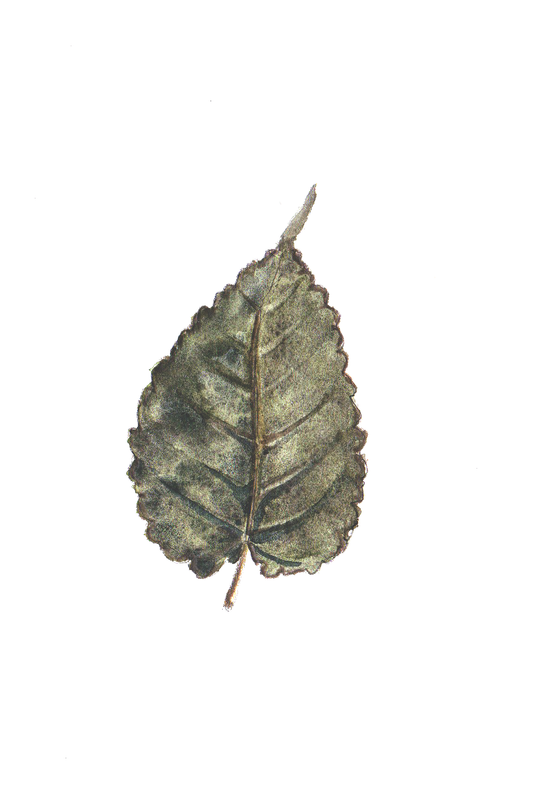 Daily Leaf 013