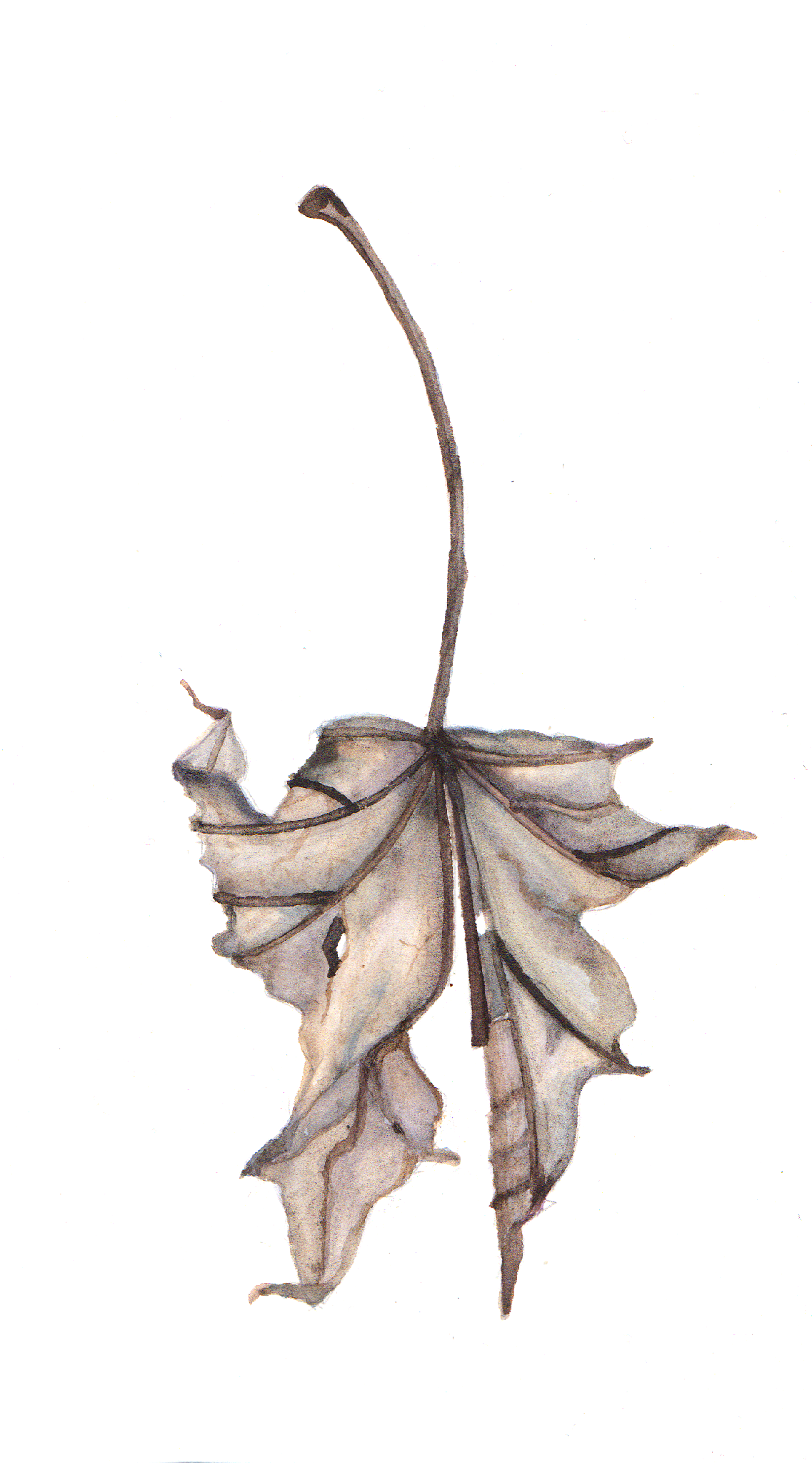 Daily Leaf 119