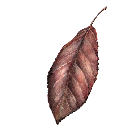 Daily Leaf 328