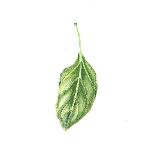 Daily Leaf 347