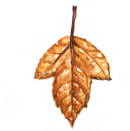 Daily Leaf 319