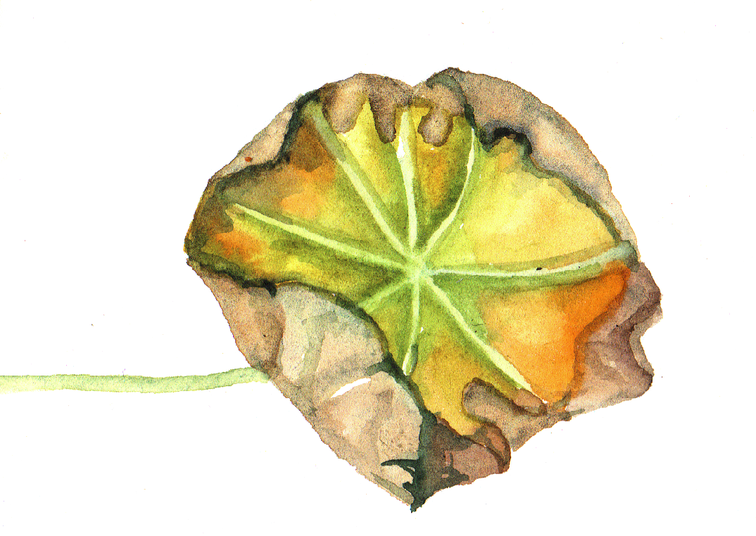 Daily Leaf 234