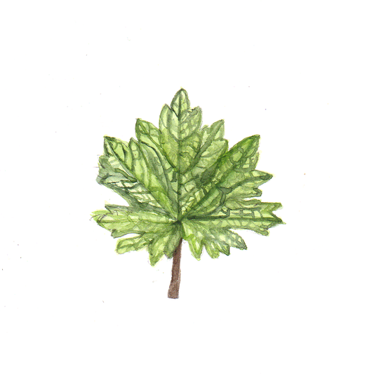 Daily Leaf 091