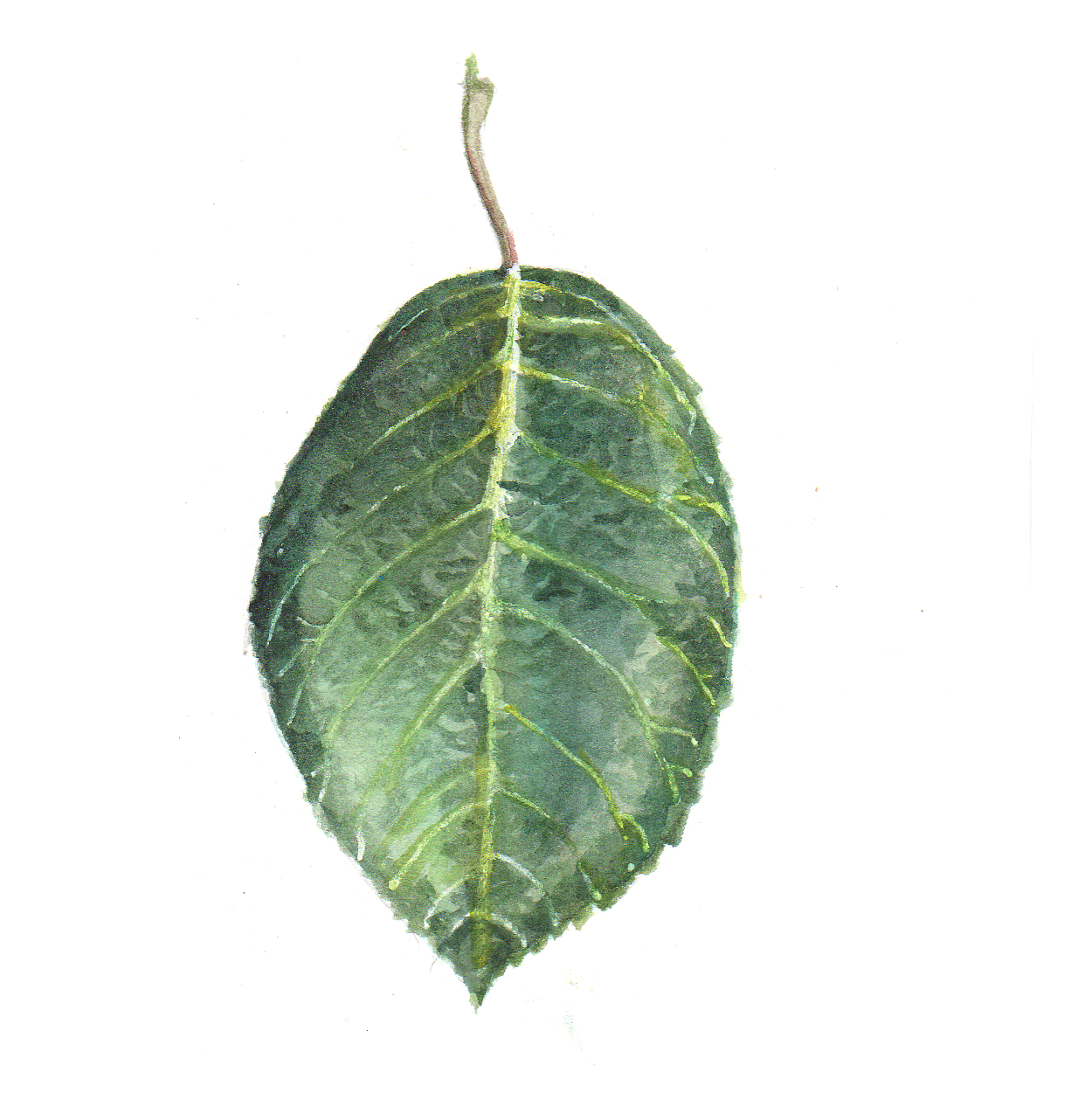 Daily Leaf 170