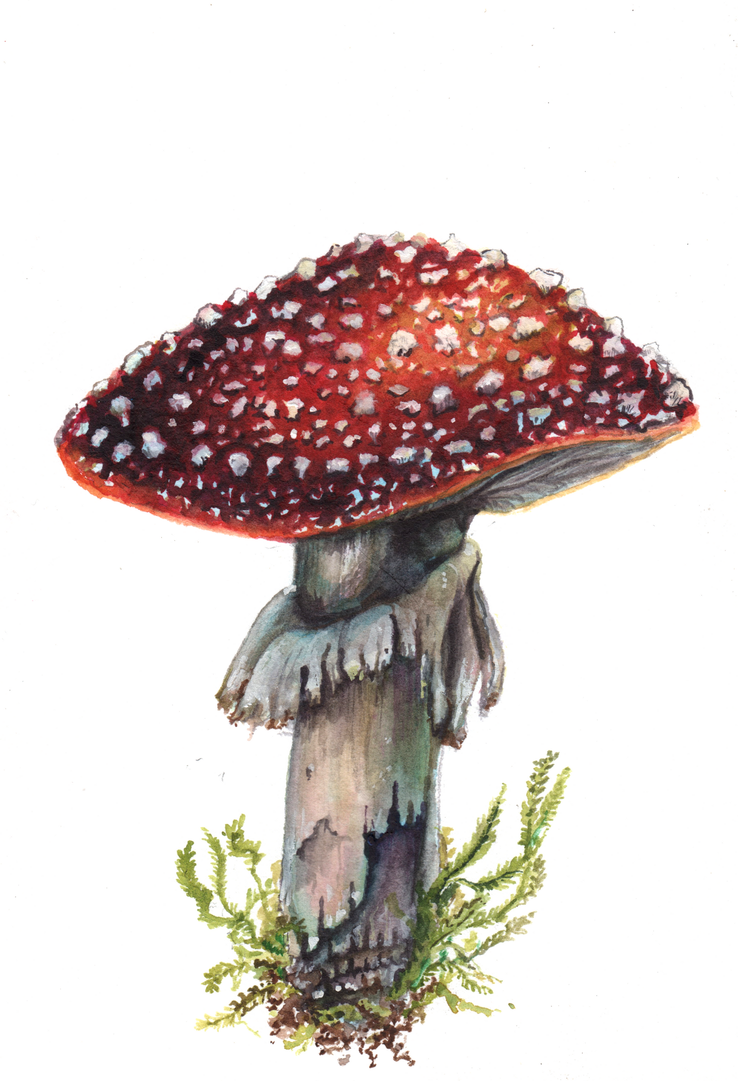 Fly Agaric Mushrooom (Amanita muscaria) - Original Watercolour Painting