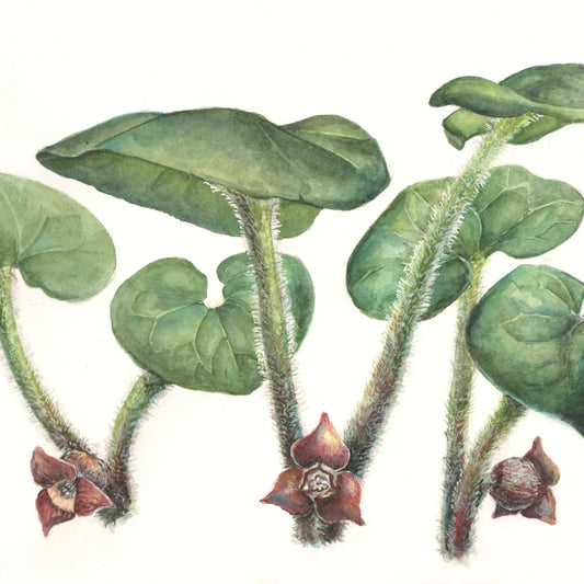 Asarum-canadense