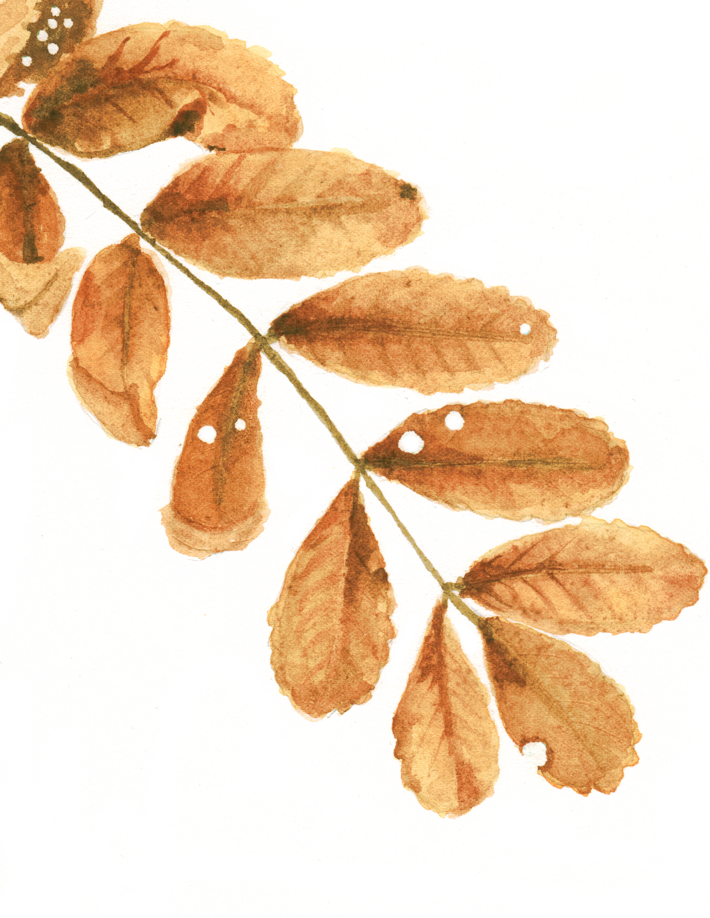 Occasion Card (Dried Leaves)