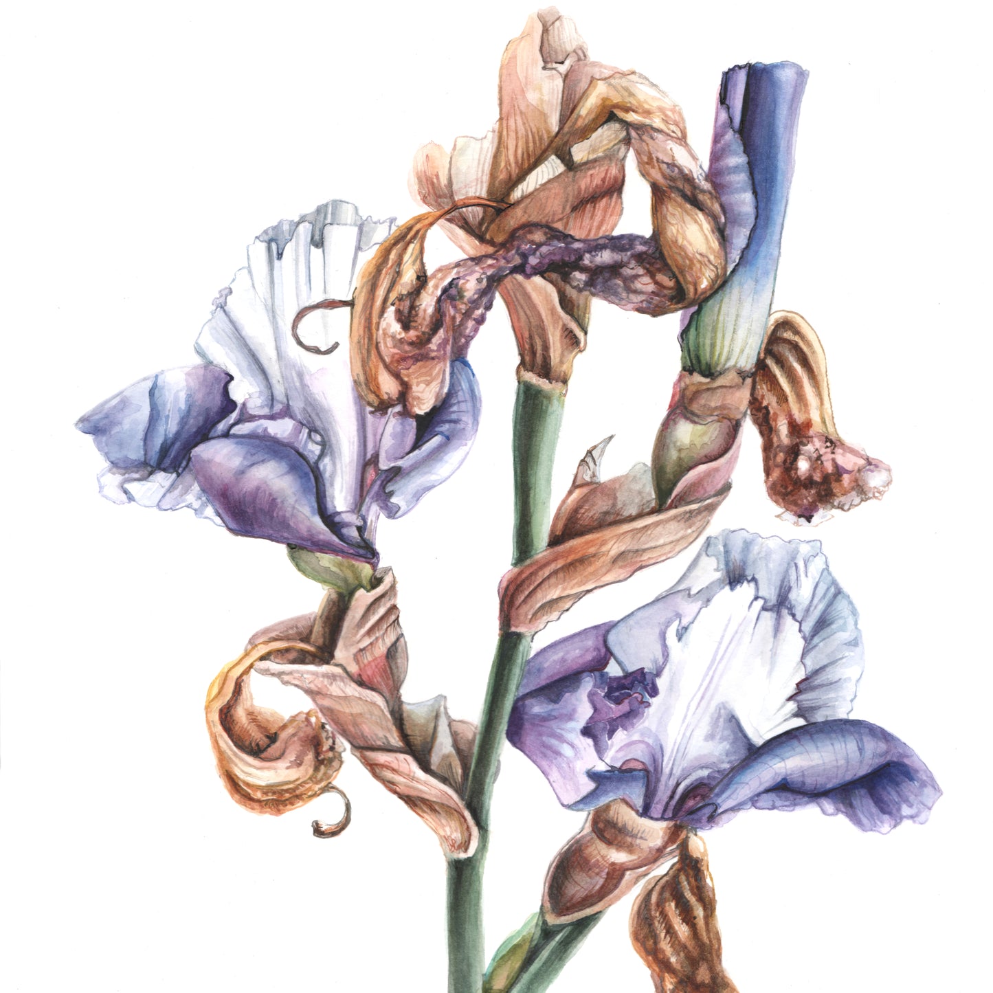 Fading Irises - Original Watercolour Painting